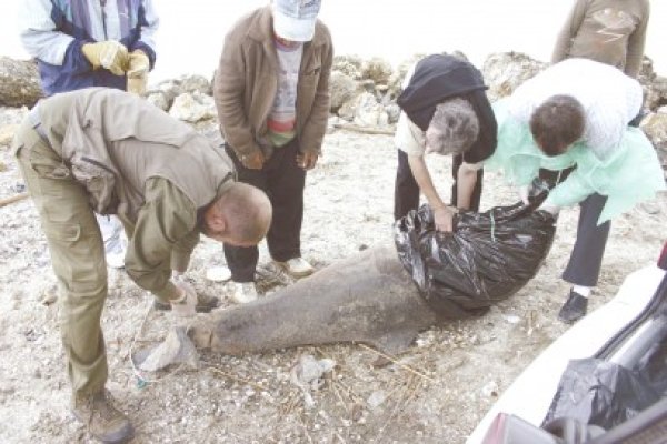 Delfini morţi în plasele pescadorului turcesc Ahmet Comoglu